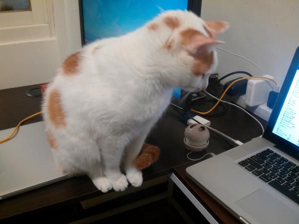 A random cat